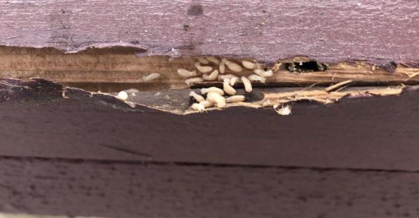 Cal Termite & Pest Control