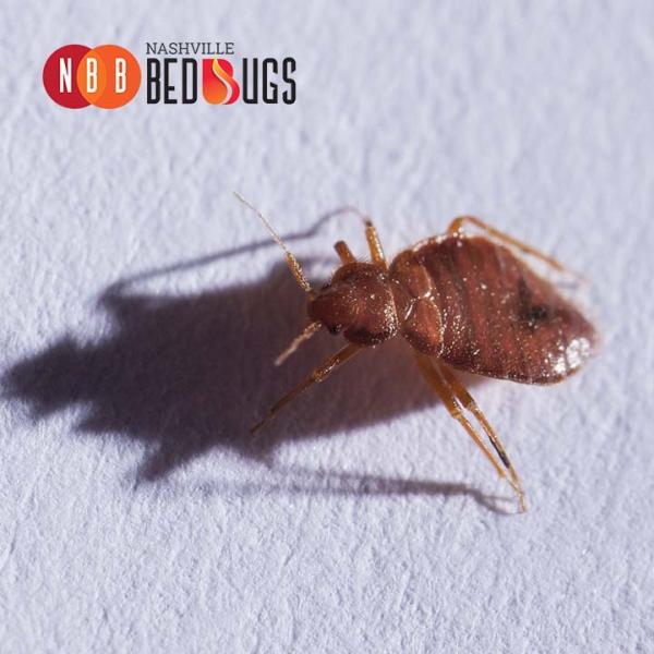 Nashville Bed Bugs LLC