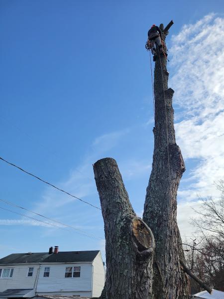 Allison Tree Services