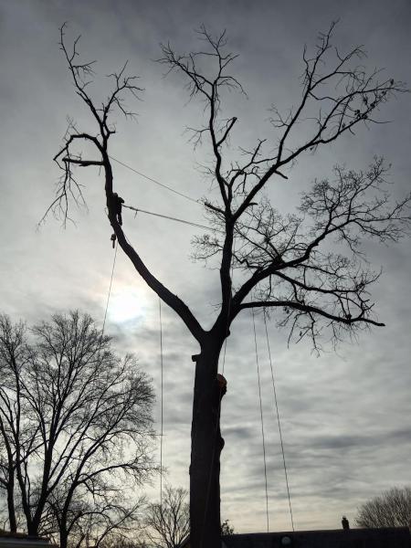 Allison Tree Services