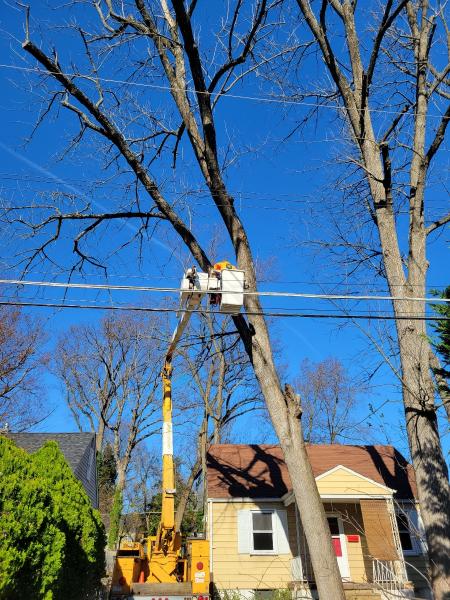 Allison Tree Services
