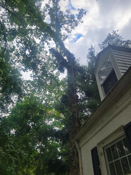 Allison Tree Services