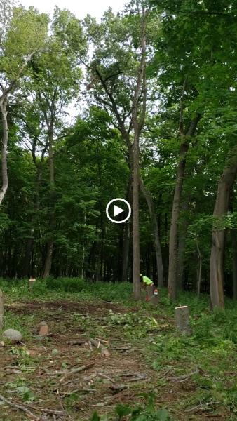 Roots Tree Service