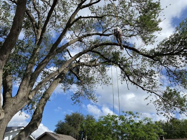 Gabby's Tree Service