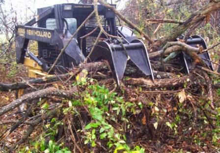 Tree Service Springfield MO