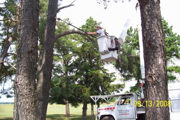 Tree Service Springfield MO