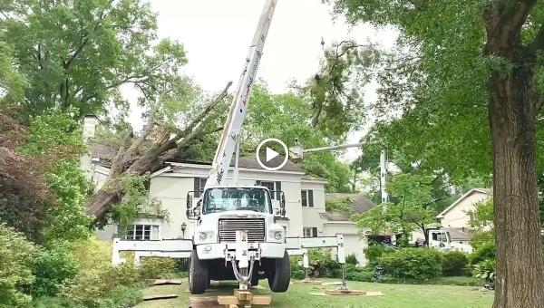 Arbor Pro Tree Service Company