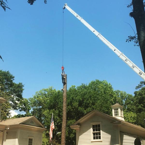 Arbor Pro Tree Service Company