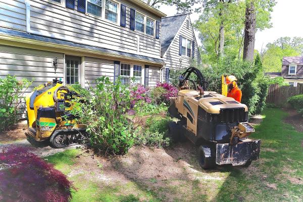 Galvan Tree Experts