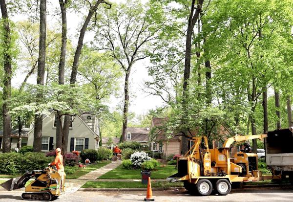 Galvan Tree Experts