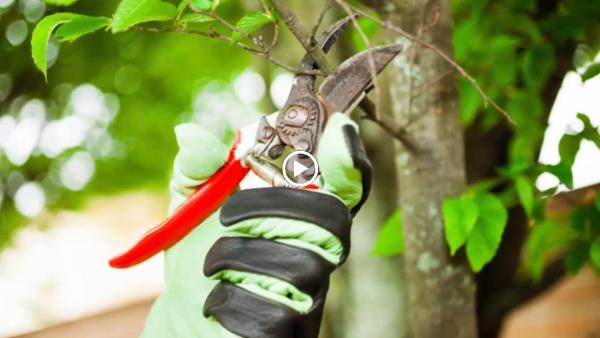 Arbortrue Tree Service