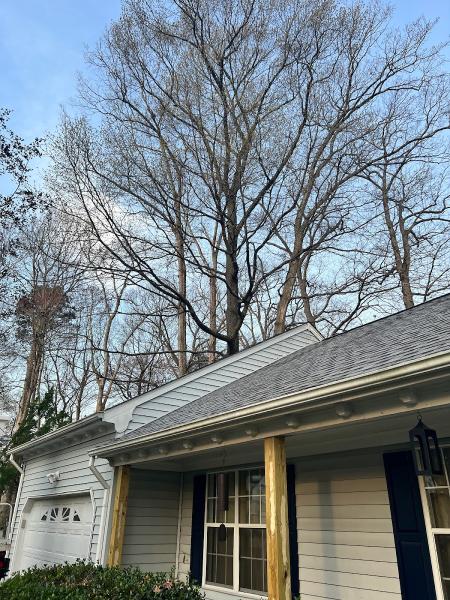 Hampton Roads Tree and Brush Removal