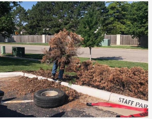 True Lawn Care