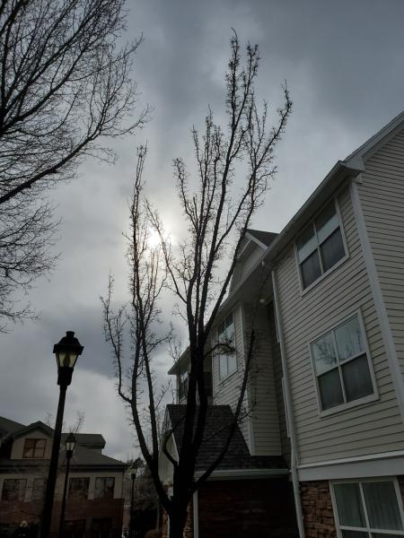Woodruff Tree Trimming and Removal