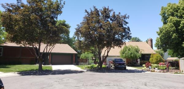 Woodruff Tree Trimming and Removal
