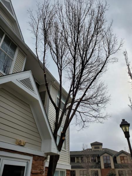 Woodruff Tree Trimming and Removal