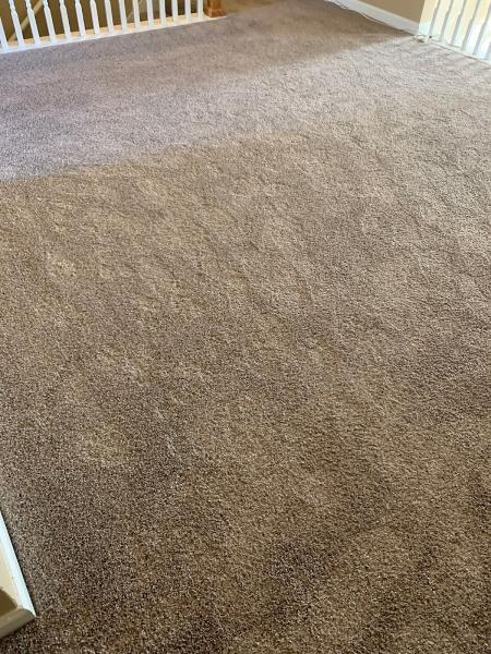 Yes Pet Friendly Carpet Cleaning Services