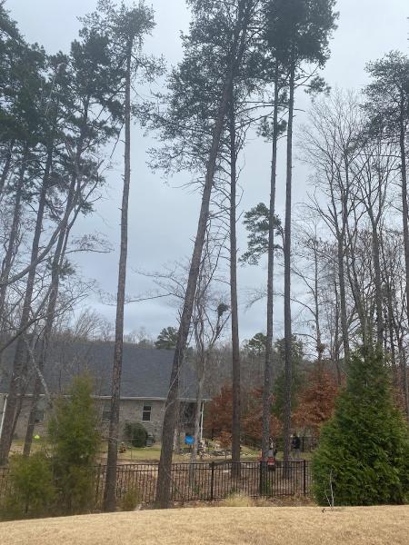 Branch Out Tree Services