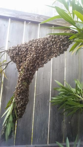 AA Live Bee Removal