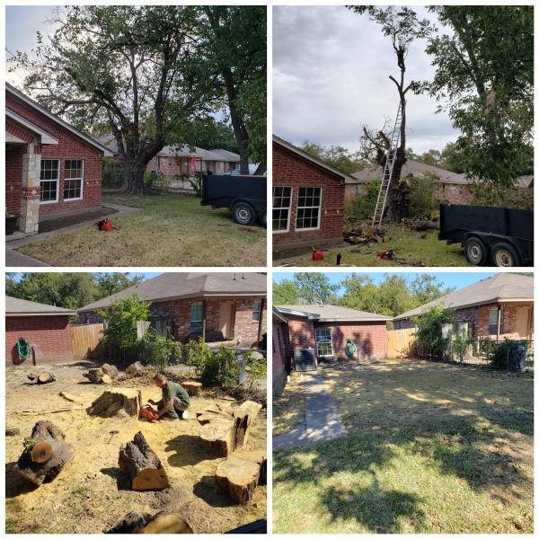 Divine Scenery Tree Service