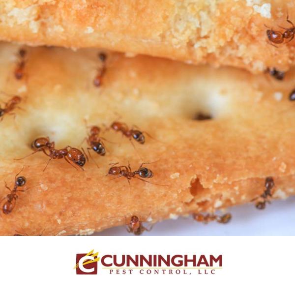Cunningham Pest Control