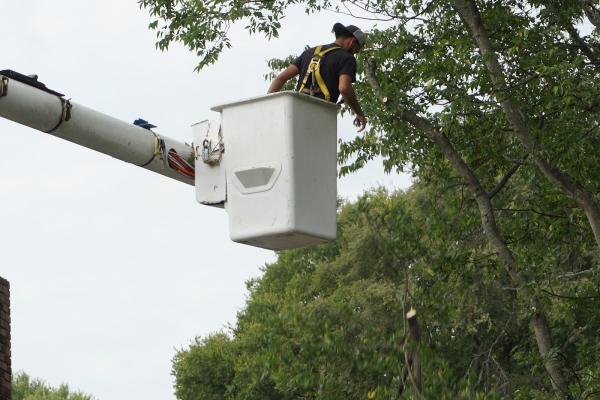 Beaver Tree Trimming