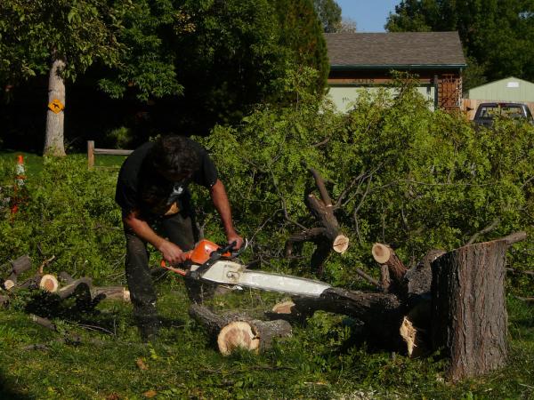 Ace Tree Trimming Service