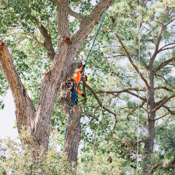 Price Right Professional Landscaping & Tree Services