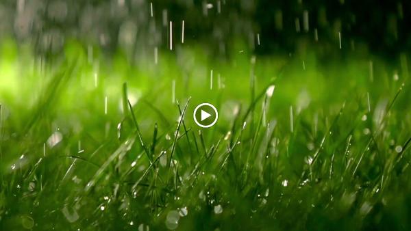 Nature's Select Premium Turf Services
