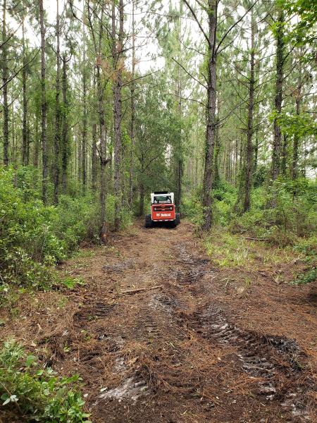 North Florida Brush Control