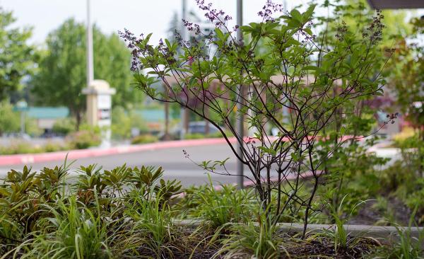 Viewpoints Landscaping