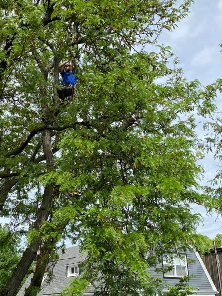 Dutton Tree Service