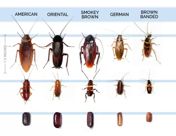Swift Creek Pest Control