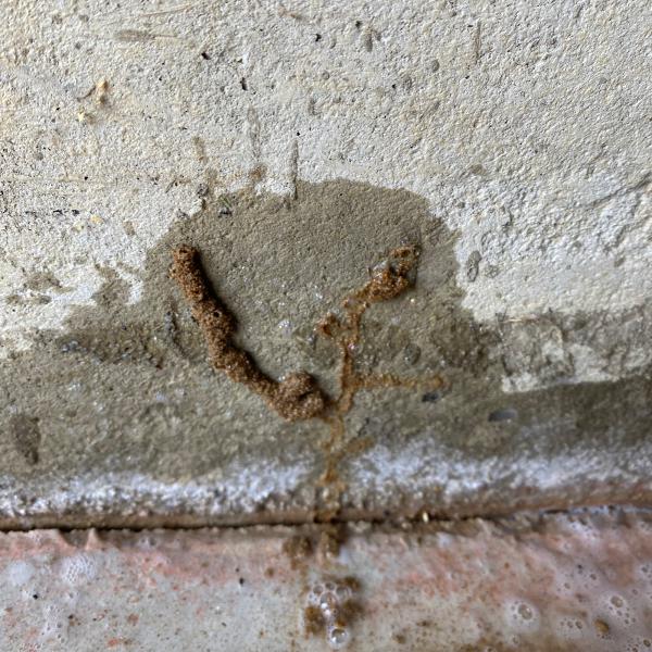 Alpha Termite and Pest Control