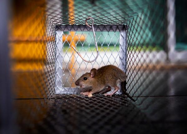 Alpha Termite and Pest Control