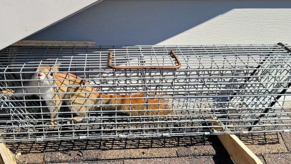 Shamrock Wildlife Services