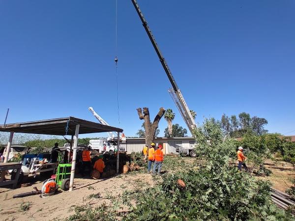 John Ayers Tree Surgeons