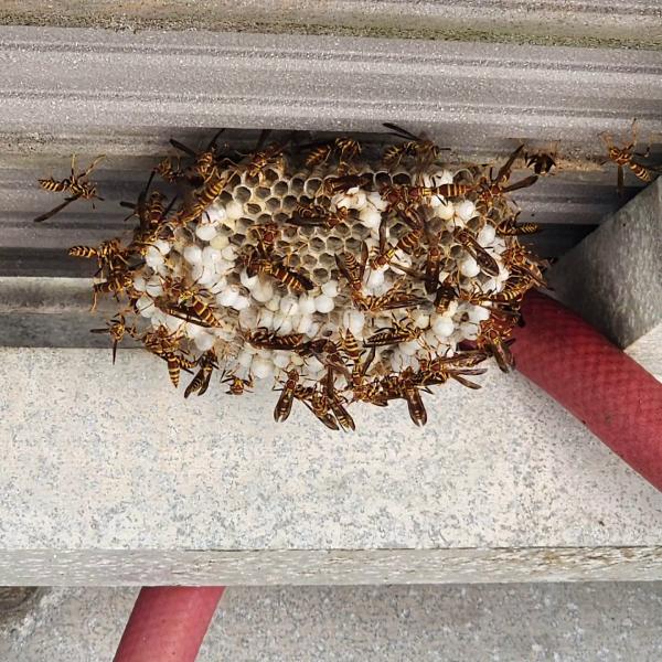 Bug Mechanix Pest Control