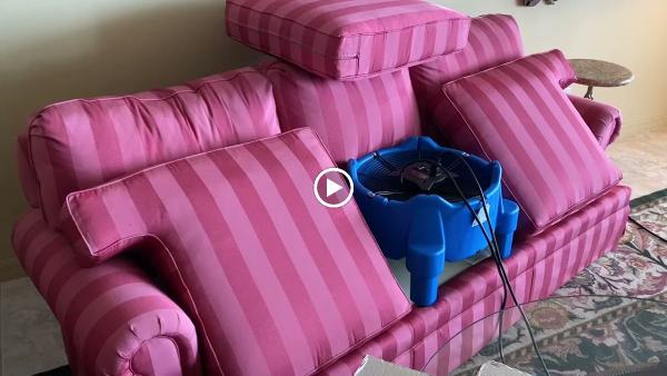 Bed Bugs Inc.