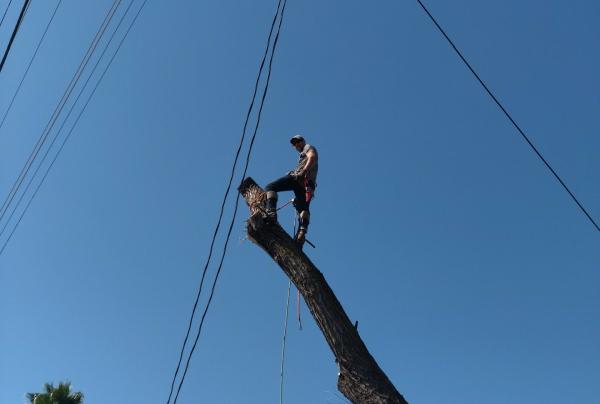 The Tree Guy