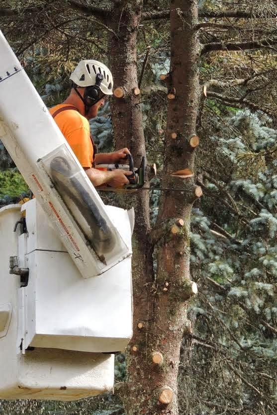 Kaiser Tree Preservation Company