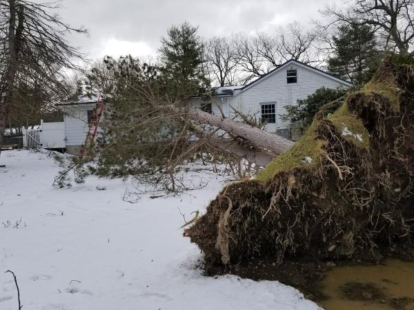 Mr. Outdoor Tree Service