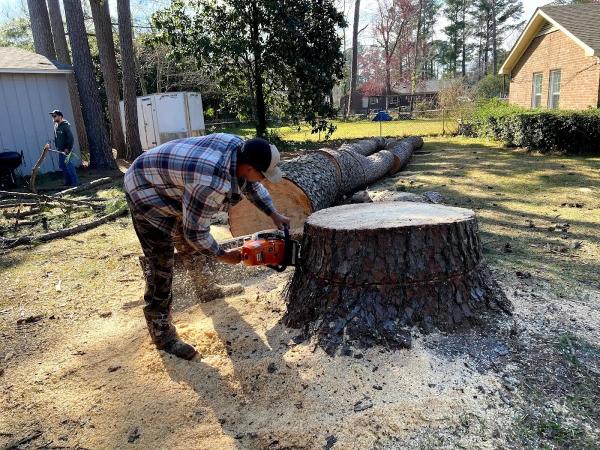 Affordable Tree Service Charlotte
