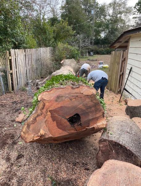 Affordable Tree Service Charlotte