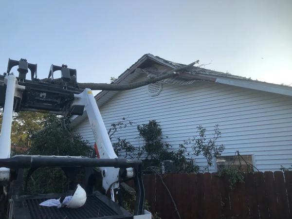Affordable Tree Service Charlotte