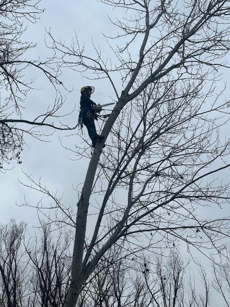 Woolf Tree Service Inc.