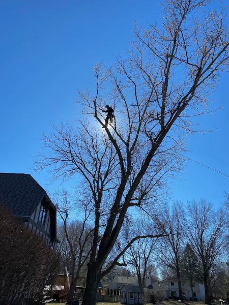 Infantree Services LLC