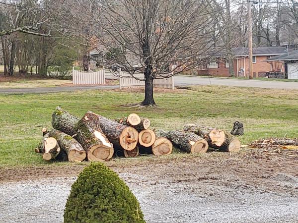 Paden Tree People