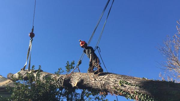 Absolute Tree Care