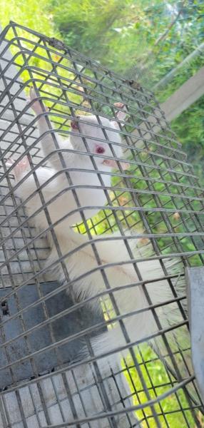 A-Team Wildlife & Pest Solutions